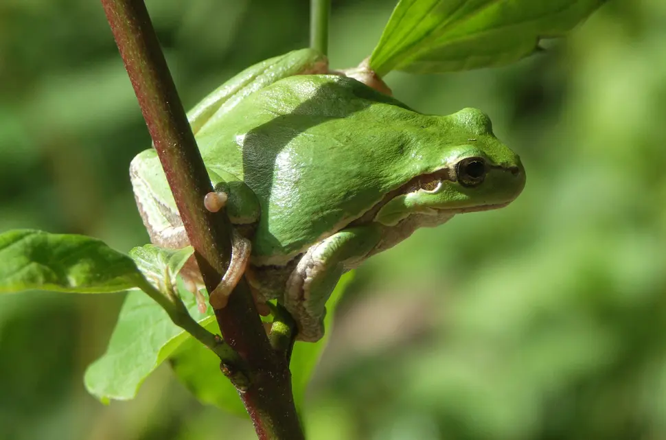 Grüner Frosch sitzt vor grünem Hintergrund auf Ast