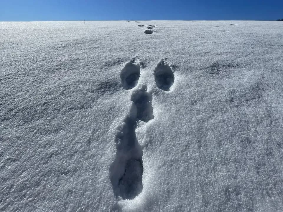 Winterruhezonen beachten image 1