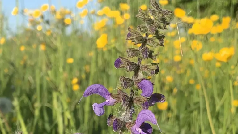 Der Wiesensalbei mit seinen vielen violetten Blüten eignet sich super im nachhaltigen Sträusschen